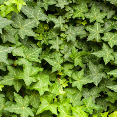 Hedera Helix Plant (Hanging) - English Ivy